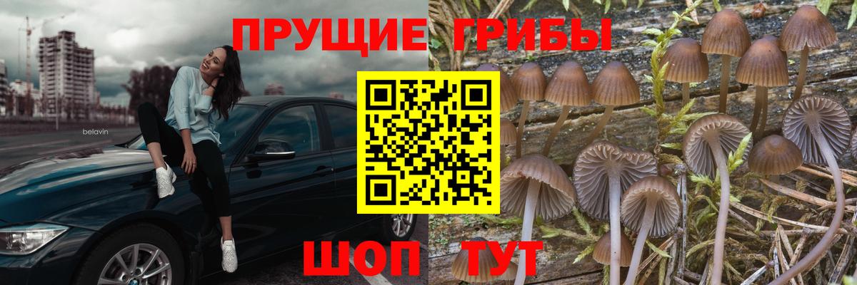 хочу   Вход с VPN  Сланцы  Псилоцибиновые грибы мухоморы 
